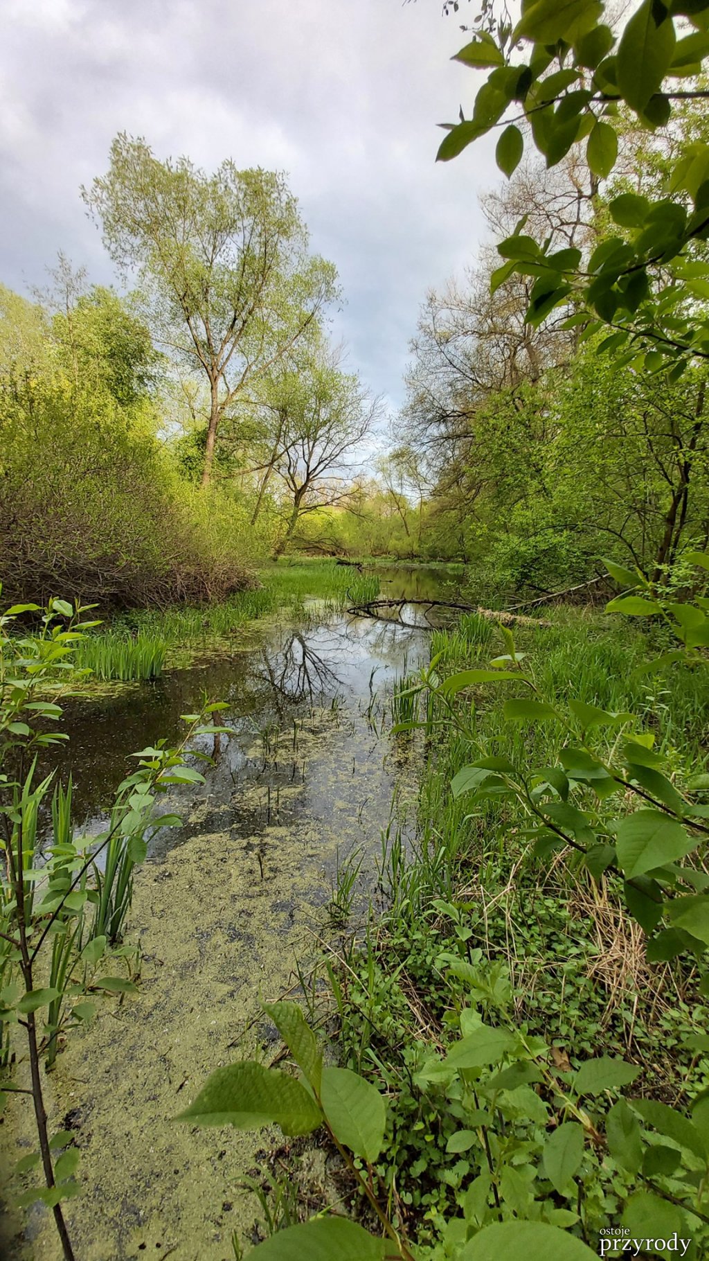 Obwodnicą przez Obszar Natura 2000